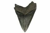 Fossil Megalodon Tooth - South Carolina #171121-1